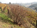 Campagna in autunno 3236.Melograno